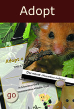 Adopt a Species with Gloucestershire Wildlife Trust today